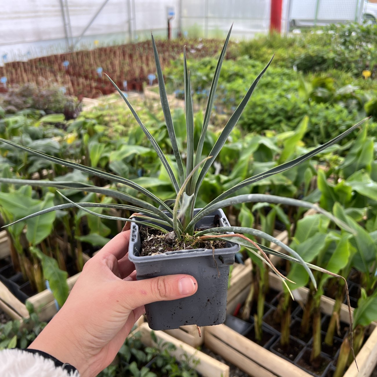 Obrázok Juka (Yucca rigida) ‘BLUE SENTRY’- výška 10-15 cm, kont. P9/P11